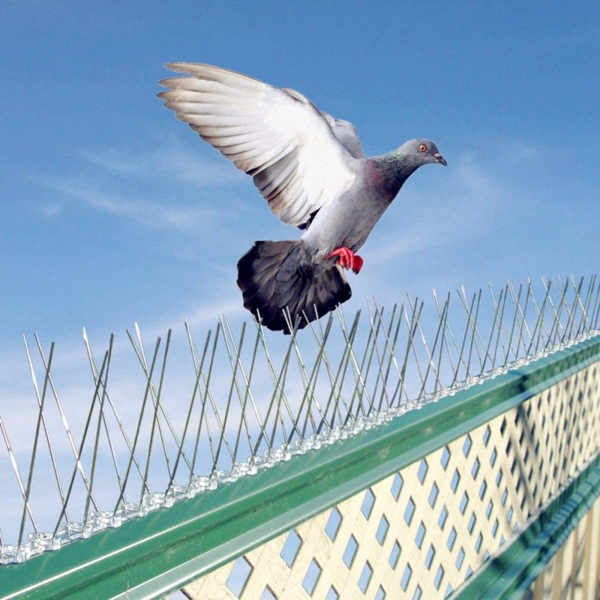 Pigeon Roosting Mitigation Image 1
